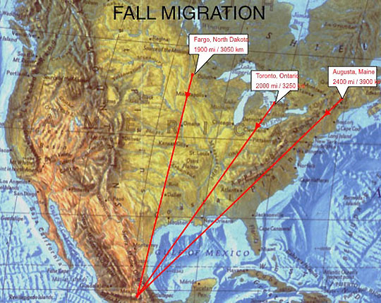 Fall Migration map showing the 1900 to 2400 miles that Monarch butterflies travel  each fall from American regions to central Mexico's Oyamel fir forest for the winter.  Then in the spring there is a second shorter migration from southern U.S.  Graphic © Prof. Lincoln Brower, Sweet Friar College, Virginia.
