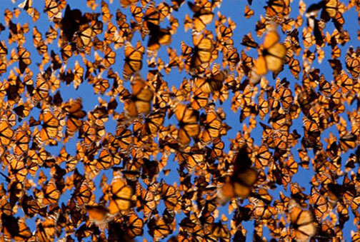 The Monarch butterfly is famous for its southward migration and northward return in summer from Canada to Mexico and Baja California which spans the life of three to four generations of the butterfly.