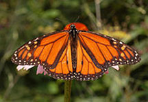 Female Monarchs have darker veins on their wings. Photo © by Kenneth Dwain Harrelson. Male Monarchs have a spot called the androconium in the center of each hind wing. Photo © 2007 by Derek Ramsey.