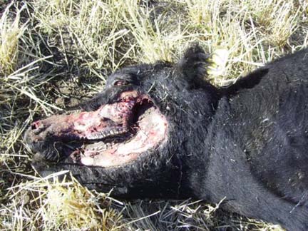 Left jaw bloodlessly stripped of flesh, as in the majority of animal mutilation cases since at least the 1960s. Image © 2006 by Pondera County Sheriff's Office.