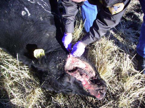 Sheriff Tom Kuka and Pondera County Sheriff Deputies examined head of mutilated cow on October 12, 2006. Left ear, left eye and circle of flesh around eye, left jaw flesh, tongue, udder and rectal/vaginal tissue had been excised. Image by Pondera County Chief Deputy, Dick Dailey.