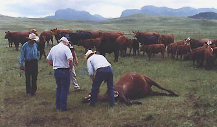 Deputy Dan Campbell examining rancher Mark Taliaferro's cow found mutilated June 26, 2001, near Depuyer, Montana. Photograph © 2001 by Pondera County Sheriff's Office.