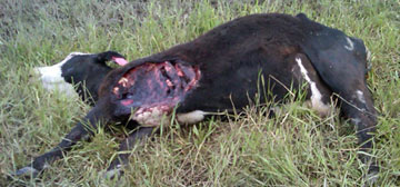3-year-old Angus-cross cow found dead on June 27, 2012, near Ronan, Montana, 40 miles north of Missoula, with bloodless, “surgical excisions” from her hide and removal of her heart, pericardium sac, vulva genital tissue and roof of vagina. Images by Lake County Sheriff's Department and Valley Journal.