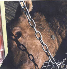 Left side of steer's head totally untouched. Photograph by Pondera County Sheriff Tom Kuka.