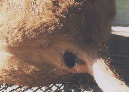 Circular, deep excision of rectal and internal tissue from Mark Taliaferro's steer calf. Photograph by Pondera County Sheriff Tom Kuka.