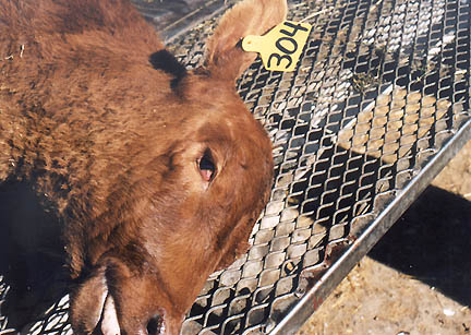 Right eyeball, optic nerve and bone "cored out" of steer calf. Photograph by Pondera County Sheriff Tom Kuka.