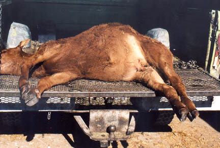 "I was not called in time to see where rancher Mark Taliaferro had found him in the pasture. When I got there, they had loaded the animal into the back of a pickup truck and brought him to the yard. But the steer calf was killed in the general vicinity of the last mutilation they had in 2001." Investigated and photographed by Pondera County Sheriff Tom Kuka.
