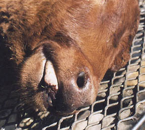 Tip of steer calf's tongue cut off on 45 degree angle, according to Pondera County Sheriff Tom Kuka, who took this photograph.