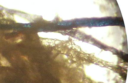 Three Morgellons fibers in all three colors: clear on the bottom, red in the middle and blue on top. Photomicrograph courtesy Morgellons Research Foundation, OSU.