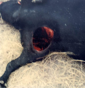 8-inch-diameter, bloodless chest hole was photographed in mutilated cow on the Carl Sherwin ranch in Sterling, Colorado, on October 5, 1977. Polaroid photograph by Logan County Sheriff, Tex Graves.