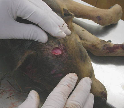 One of two approximately one-quarter-inch-diameter holes found in the puppy's head, penetrating to the skull bone, but not into the skull. Photographs © 2005 by Ricky Lummus.