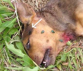 Arrow points at one of two, small holes penetrating to skull bone. At throat, were two more small holes surrounded by blood-stained hair. Photograph © 2005 by Ricky Lummus.