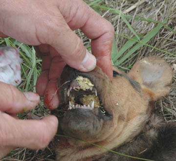 Puppy's mouth full of "sawdust" Sunday morning, April 10, 2005. Photograph © 2005 by Jim Williamson, Texarkana-Gazette.