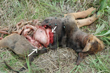 Two-month-old cow dog as owner Ricky Lummus found him on Sunday morning, April 10, 2005. White arrows point at section of spine neatly severed at the discs. Veterinarian later confirmed about 6-inch spine section had been cut out. Photograph © 2005 by Jim Williamson, Texarkana-Gazette.