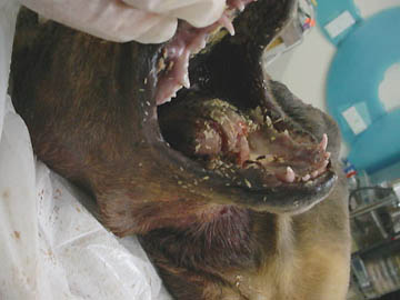 Michael Dodd, D.V.M., examines severed tongue after removing mass of presumed larvae from the puppy's mouth. Photograph © 2005 by Ricky Lummus.