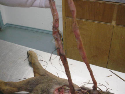 Michael Dodd, D.V.M., holding up cow puppy's intestines to show where amnionic membrane had been inexplicably stripped away. Photograph © 2005 by Ricky Lummus.