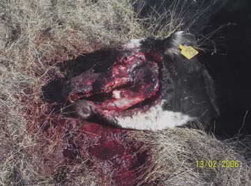 Pregnant black Angus cow's left lower jaw was stripped of flesh which bled onto the grass around the head. The cut is typical of classic animal mutilations, but the bleeding was not. No examination of tongue was done, so it's not known if the tongue was also removed as in most mutilation cases. Photograph © 2006 by Chuck Bowen.