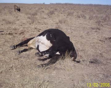February 13, 2006, Chuck Bowen discovered one of his pregnant black Angus cow's dead and mutilated, laying on brittle February grass that was unbroken and without tracks. Photograph © 2006 by Chuck Bowen.