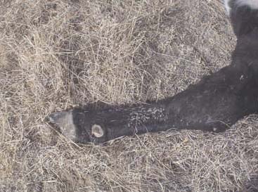 The pregnant cow's legs were laid onto the pasture without any signs of struggle or broken grass. Photograph © 2006 by Chuck Bowen.