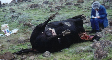 Dead and mutilated 2,000 pound bull discovered January 17, 1997, by owners Jean and Bill Barton on their winter ranch near Red Bluff, California. Investigator Jean Bilodeaux collected tissue, grass and soil samples, including unusual hardened dark particles from bull's testicles and chest near excision that proved to be pure hemoglobin. Photograph on January 18, 1997 © by Jean Barton.