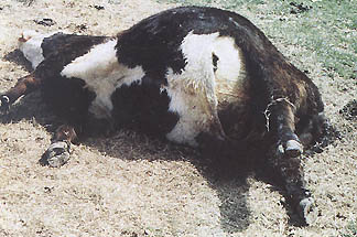 Benton County, Arkansas, cow discovered on March 4, 1992, with udder removed in large oval cut, hide-deep and bloodless. Also removed were her left ear and eye and tongue from deep within her throat. Photograph by Benton County Deputy Sheriff Danny Varner.