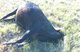 Alex Peterson's 4th Mutilation: Pregnant registered Black Angus cow found August 1, 2013, dead and dropped headfirst into small hole up to her ears on Windmill Ranch in Haigler, Nebraska. Image © 2013 by Alex Peterson.