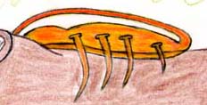 Unidentified "crab/scorpion" creature on top of cow bellowing in pain around 7:30 PM, in either August 1996 or 1997, on Highway 4 between Upland and Campbell, Nebraska. Drawing © 2007 by Rev. John Click.
