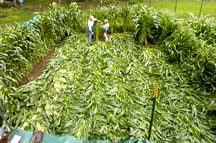 Discovered July 13, 2004, more of a rectangle of downed corn about 40 feet long by 30 feet wide in Martha Bailey's garden, New Milford, Connecticut. Photograph © 2004 by David W. Harple, The New-Times.Historic Perspective