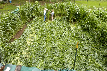 Martha Bailey and her 7-year-old granddaughter, Shannon Bailey, lift up some of the corn flattened some time in the night of July 12 to 13, 2004. Photograph © 2004 by David W. Harple, The New-Times.