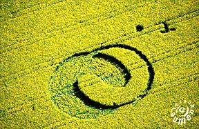 May 23, 2001, Niederelsungen, Hessen, Germany in oilseed rape (canola). Aerial photograph © 2001 by Frank Laumen.