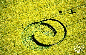 May 23, 2001, Niederelsungen, Hessen, Germany in oilseed rape (canola). Aerial photograph © 2001 by Frank Laumen.