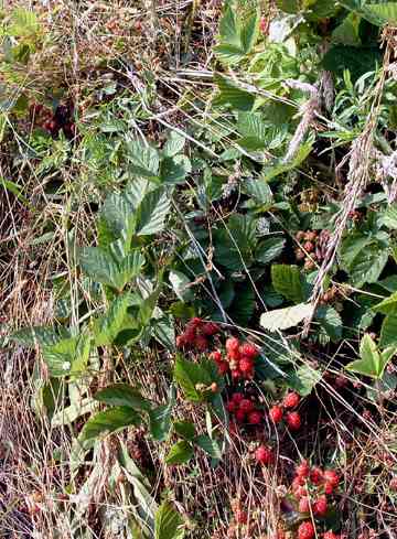 Flattened blackberry bush in the middle of grass ring formation in Burnsville, North Carolina, discovered end of June when ICRRA flying straight line. A puzzle is that the berries were not damaged. Photograph © 2005 by Jeffrey Wilson.