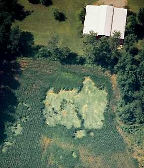 Knee-high corn pressed hard into soil across road two weeks after 4-circle hay pattern reported in Leicester, North Carolina. Aerial photograph © 2005 by Jeffrey Wilson, ICCRA.