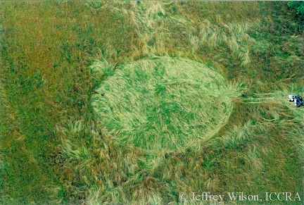 Four-circle pattern in tall hay reported in Leicester, Buncombe County, North Carolina, on June 21, 2005. Large central circle was about 75 feet in diameter. Three outside circles were spaced in triangle pattern and ranged from ten to nineteen feet in diameter. Photograph © 2005 by Jeffrey Wilson, ICCRA.