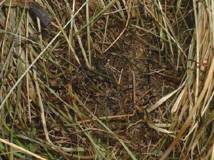 Burned center in each of the three circles surrounding large central circle in Leicester, North Carolina. Photograph © 2005 by landowner.