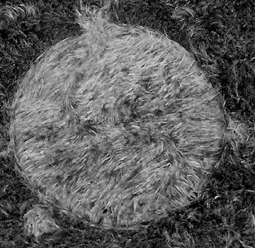 Above: Unusual double-S plant lay not seen before in grass and crop formations investigated by ICCRA. Below: Graphic overlay to show double-S pattern. Photographs © 2005 by Jeffrey Wilson, ICCRA.