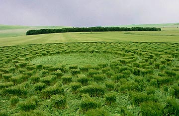 Hundreds of clumps of standing young barley plants surrounded by other swirled barley plants around them make up the eleven concentric rings in the "fifth tumulus" in North Down, Wiltshire, England, reported on July 6, 2003. Video image © 2003 by Stuart Dike.