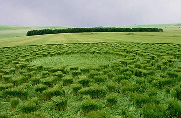 Hundreds of clumps of standing young barley plants surrounded by other swirled barley plants around them make up the eleven concentric rings in the "fifth tumulus" in North Down, Wiltshire, England, reported on July 6, 2003. Video image © 2003 by Stuart Dike.