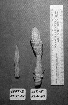 Corn growth at the apex of an ear became more normal four weeks after apparent suppression of embryo growth by unknown energy source that flattened rectangle of corn in Austinburg, Ohio, on August 30, 1992. Photograph © 1992 by W. C. Levengood.