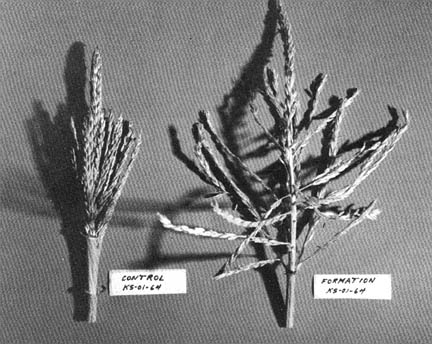 Corn tassel on right has accelerated development, taken from rectangle formation found August 30, 1992, Austinburg, Ohio. On left is normal control corn tassel from outside rectangle which is still closed. Photograph © 1992 by W. C. Levengood.
