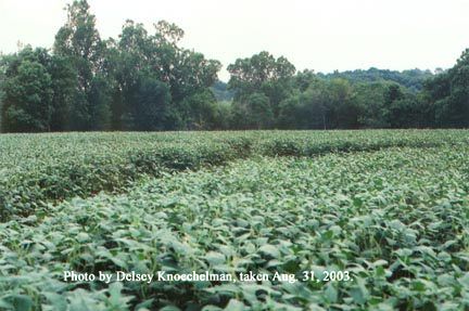 Waist-high soybean field, looking at one of the rings east of the Vesica Piscis, or "eye," in the Serpent Mound formation. Photograph © 2003 by Delsey Knoechelman on August 31, 2003.