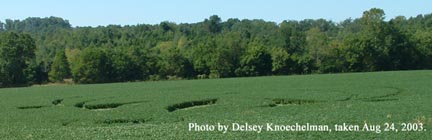 One of Delsey Knoechelman's photographs from the Brush Creek bridge when she was surprised to see the "oddity in the soybean field that was not natural." Photograph © 2003 by Delsey Knoechelman.