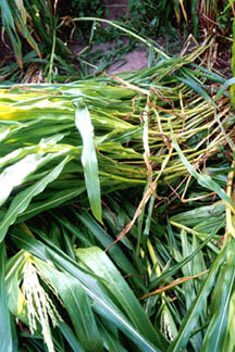 Hillsboro, Ohio corn stalks laid down in five different layers in four different directions. Photograph © 2004 by Jeffrey Wilson.