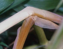 Bent stalks in Hillsboro, Ohio, downed corn. Photograph © 2004 by Jeffrey Wilson, ICCRA.