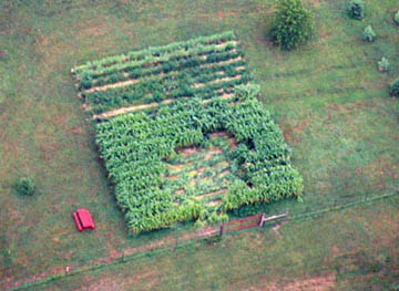 Aerial of Hillsboro, Ohio, small corn field in which Something unidentified laid down the plants generally in a southwest to northeast direction. Photograph provided by ICCRA.