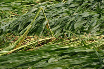 Corn flattened around one single stalk that was bent over about 18 inches above the ground. Photograph © 2004 by corn owners.