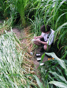 Row 6 looking east in which some corn flattened south and some flattened north. Jeff Wilson notes measurements from equipment. Photograph © 2004 by Ted Robertson.