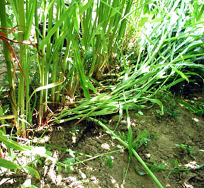 Corn row 6 has both standing and flattened plants. Photograph © 2004 by Jeffrey Wilson, ICCRA