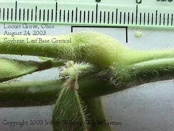 Normal soybean leaf base sampled as a control for comparison to plants gathered from inside the Serpent Mound formation. Photograph © 2003 by Jeffrey Wilson and Charles Lietzau.