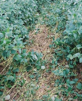 Brown, damaged areas were mixed among the still-growing soybean plants laid down clockwise in the large outer ring of the formation. Photograph © 2003 by Jeffrey Wilson.